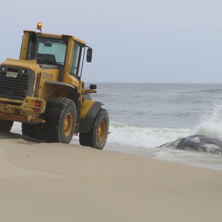 Dead whale on New Jersey's Long Beach Island is first of the year, stranding group says